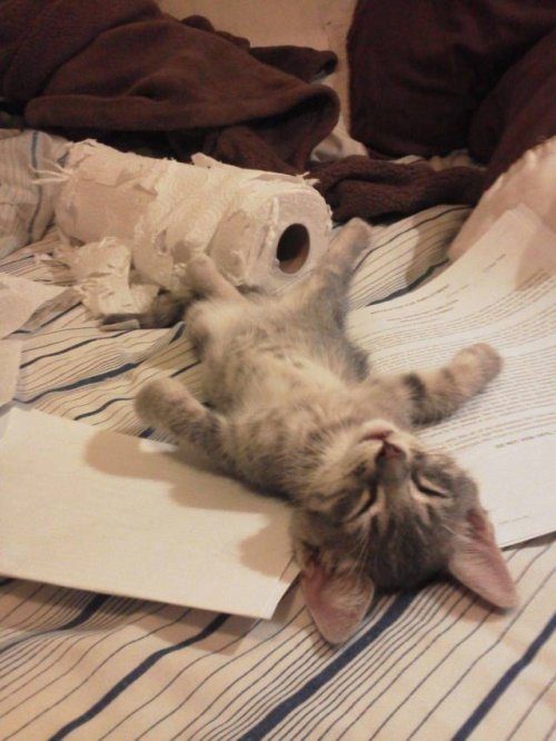 Эмоциональные животные Эмоциональные животные