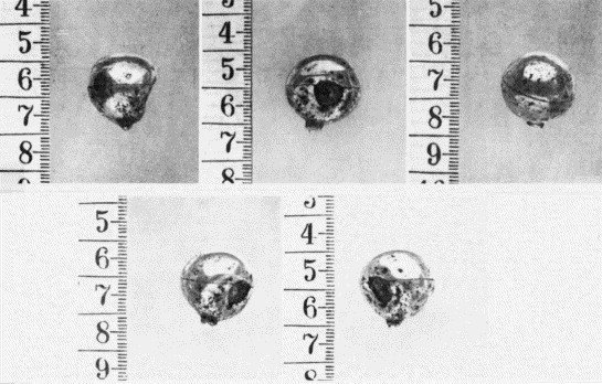 Тайна гибели короля Карла XII. Мумии и скелеты история, мумии, скелеты, тайны