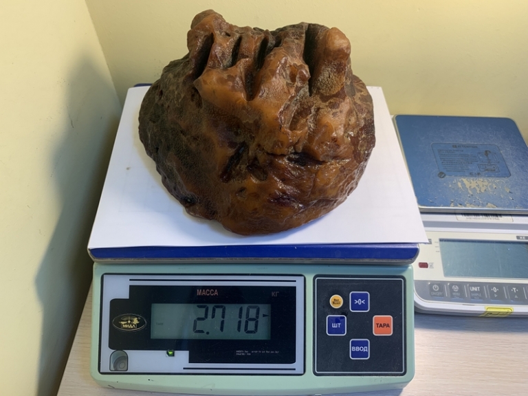 На фото: уникальный янтарь весом 2716 граммов был найден во время осмотра бортов Приморского карьера