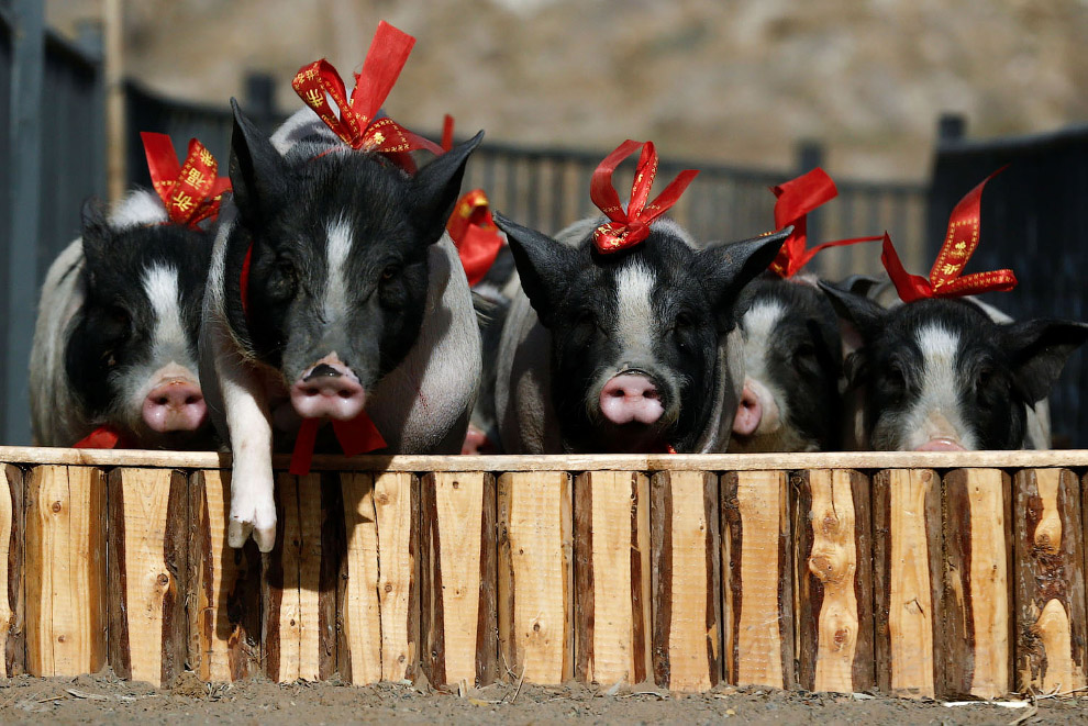 Китайский Новый год 2019 путешествия