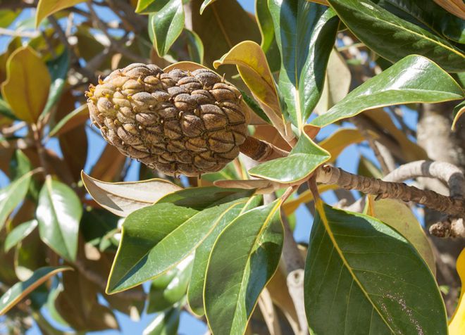 Цветок магнолия - описание, выращивание, размножение черенками дача,растения,сад и огород