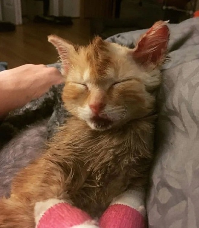 Котенок спит