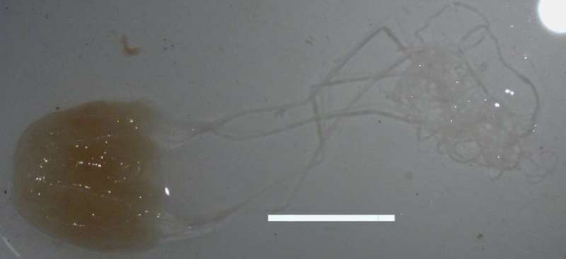Медуза ируканджи  (лат. Carukia barnesi) 