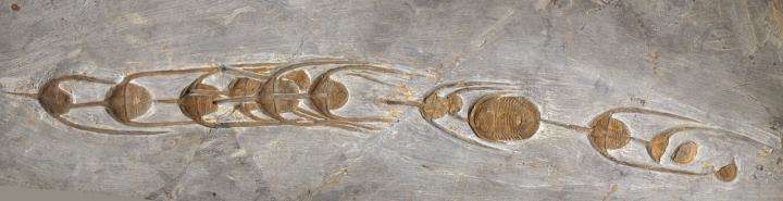 Следы возрастом 480 миллионов лет: ученые нашли отметины в камне двигались, выстроились, трилобиты, всего, создания, Странные, длинные, располагаются, панцире, крепком, Сзади, длиной, миллиметров, нужны, собой, представляют, штормТрилобиты, направления, общего, скорее
