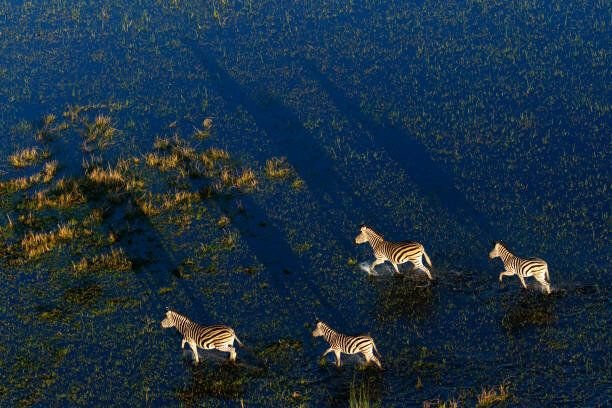Зебры на водной глади болот/ © tury.club