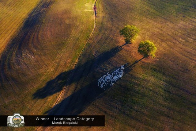 Победители конкурса на лучшую фотографию природы Nature TTL Photographer of the Year 2020 конкурсы,фотографии