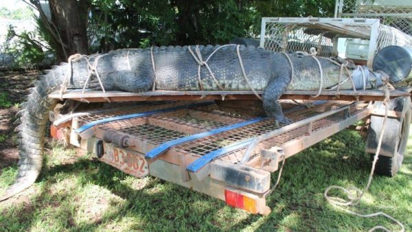 В Австралии поймали гигантского крокодила