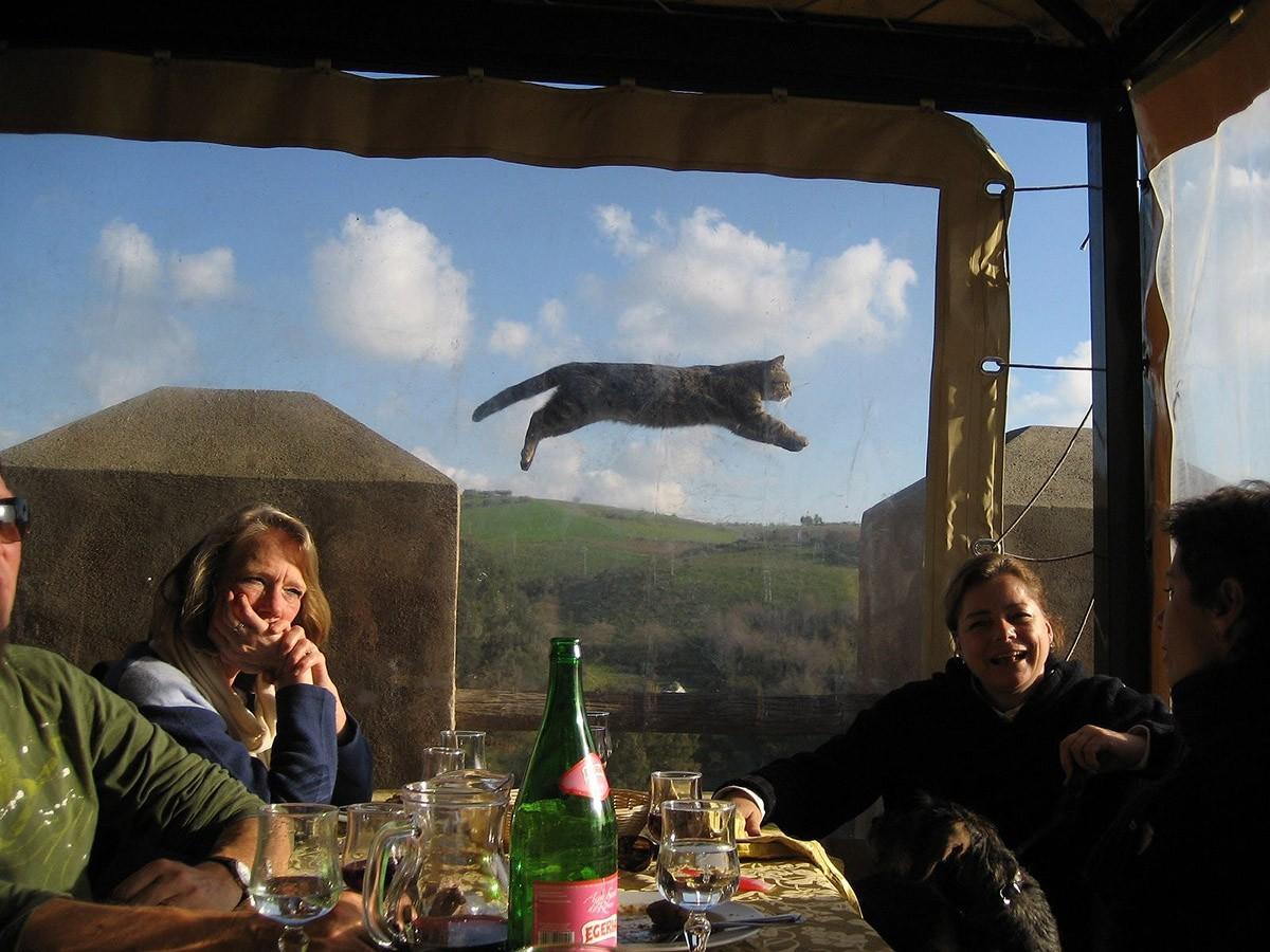 Фотография: 100 лучших фотографий кошек всех времен и народов №54 - BigPicture.ru