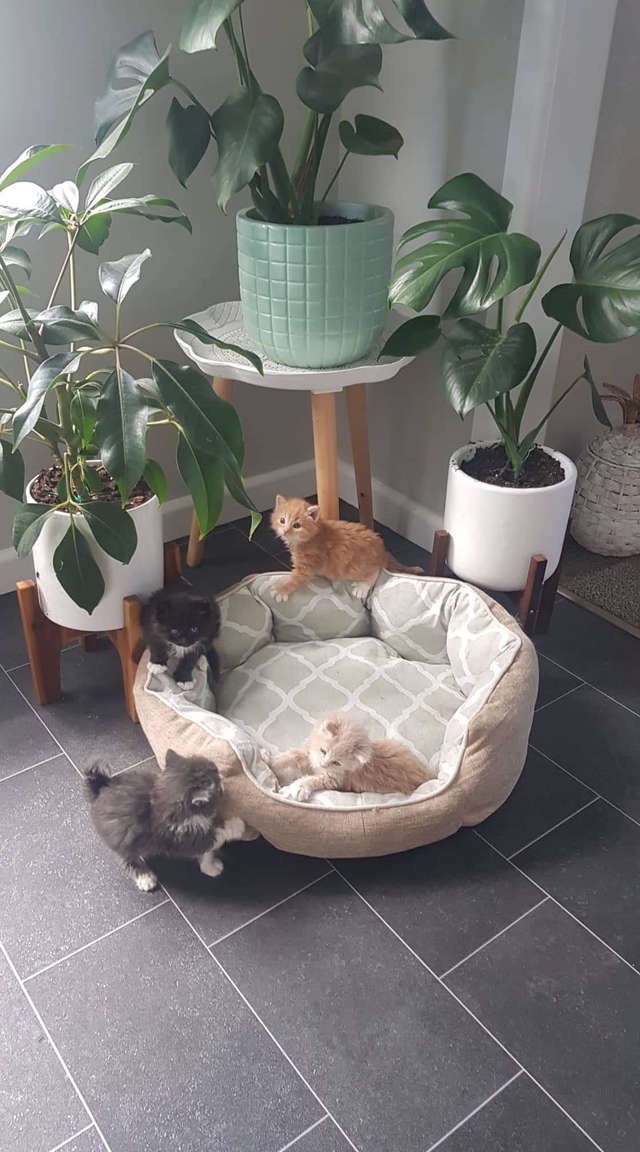 четверо котят