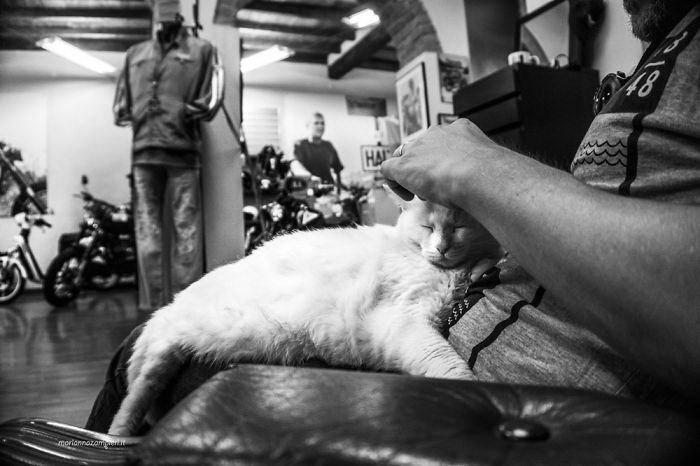 Когда пушистые комочки урчат и радуются Когда пушистые комочки урчат и радуются