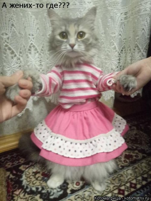 Лучшая котоматрица недели прикольные картинки