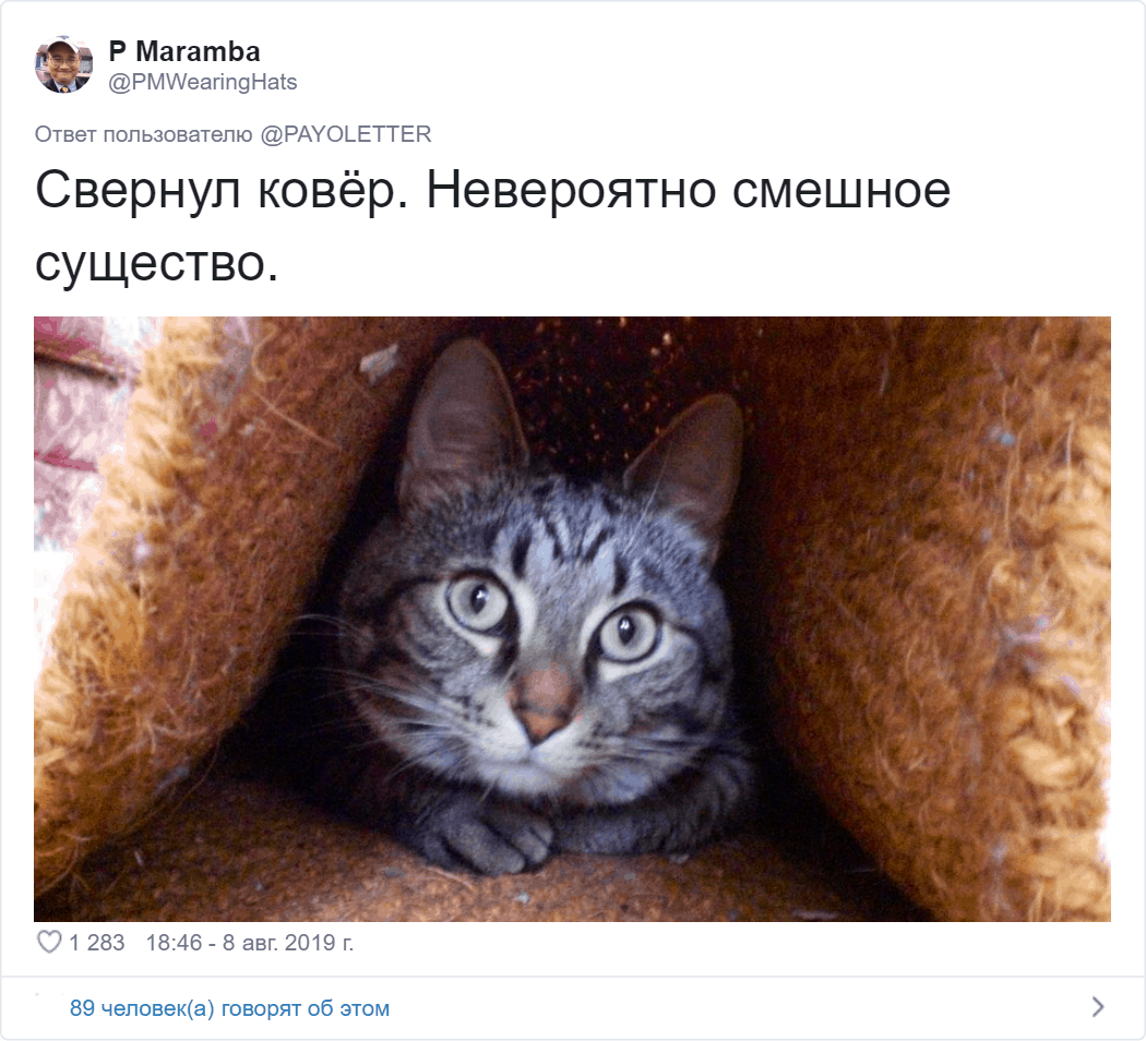 Владельцы котов поделились фото своих питомцев, для которых странность — вторая натура животные,коты,юмор и курьезы