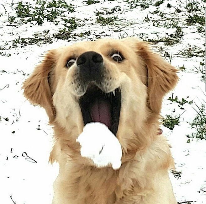 Зимние позитивные животные