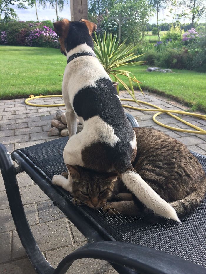 I'm Not Saying That My Dog Should Respect The Cat A Little Bit More, But....