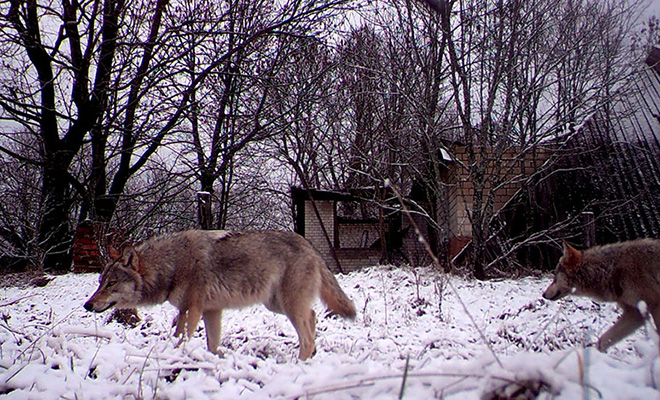 Ученые установили камеры в Чернобыле и сняли стаи волков, которые ходят по заброшенным деревням волки, отчуждения, животные, деревень, места, хищные, угодья Вернулись, птицы, ястребы, чувствуют, трубах, здесь, такими, полноправными, хозяевами В, старых, охотничьи, домах, крышах, более