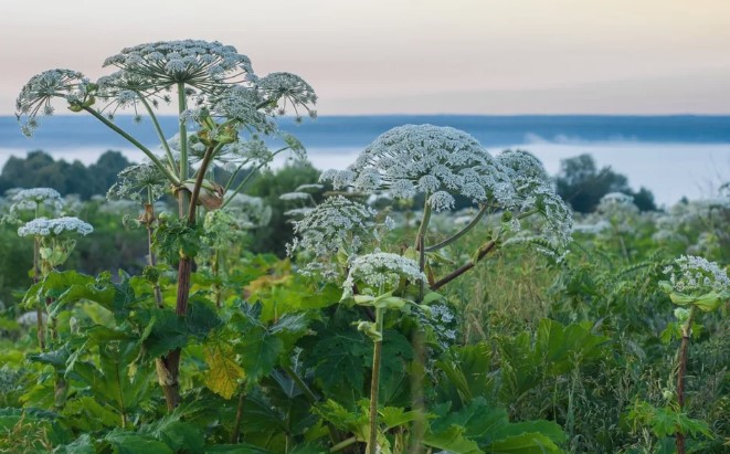 Борщевик Сосновского