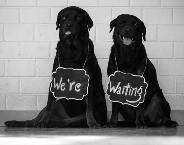 10-not-without-my-dogs-e1510079027520