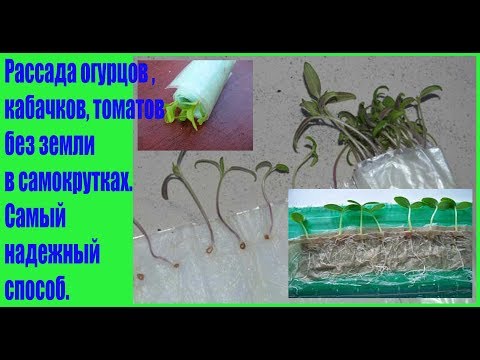 Рассада огурцов, томатов без земли в самокрутках