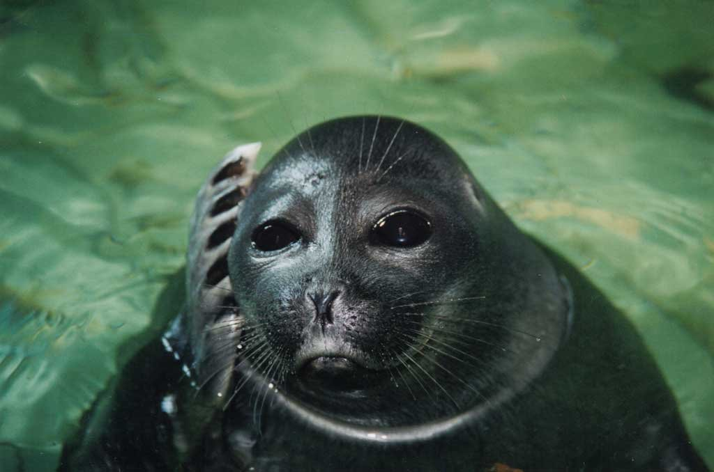 Именно поэтому у тюленей глаза кажутся чёрными. Гигантский зрачок настроен улавливать малейшие лучи света. Он становится настолько большим, что перекрывает радужку и белок! 