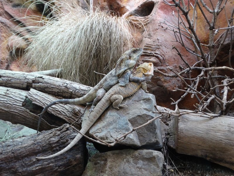Королевский зоопарк Амстердама Королевский зоопарк Амстердама зоопарк, путешествия, факты, фото