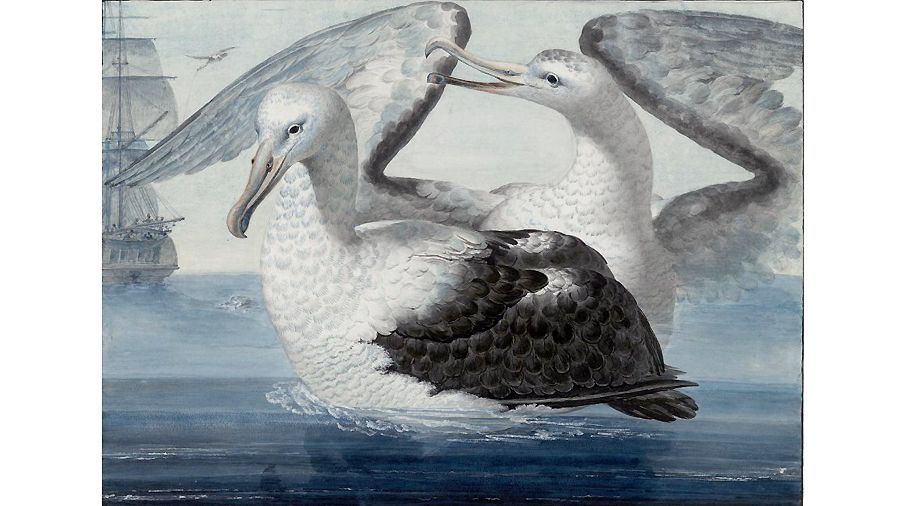 Рисунок Михаила Тиханова