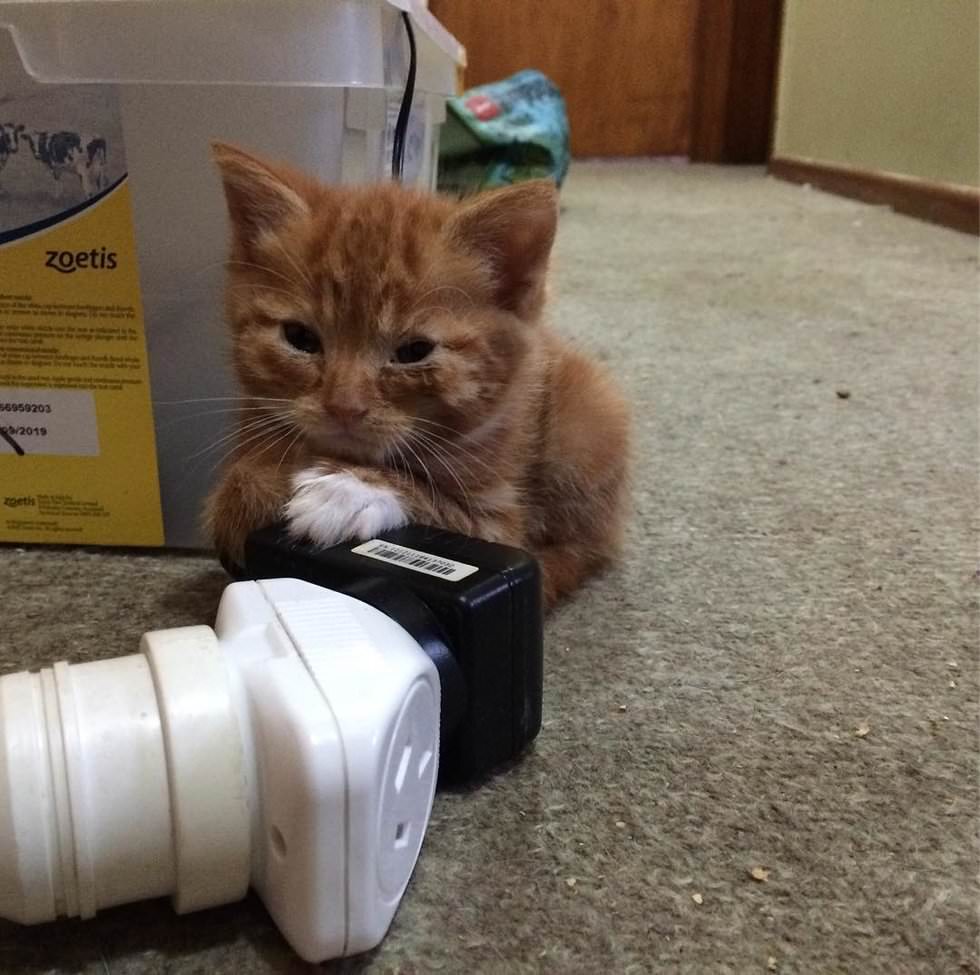 Рыжий котенок, который никогда не вырастет в большого кота, все равно счастлив в своей семье Рыжий котенок, который никогда не вырастет в большого кота, все равно счастлив в своей семье картинки
