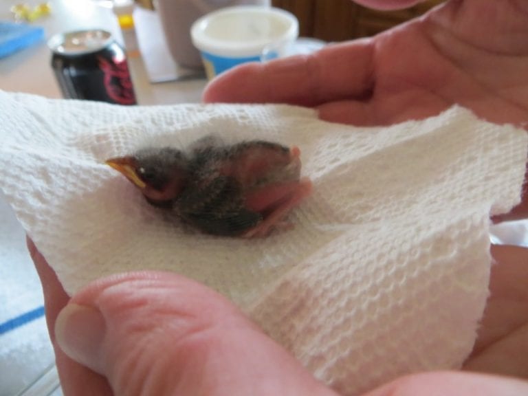 Ветеринарный врач нашел выпавшего из гнезда птенца и занялся его спасением
