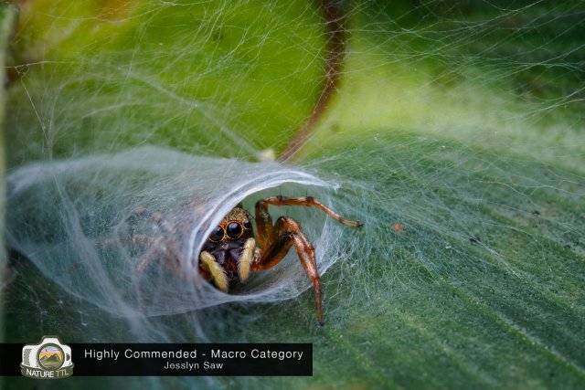 Победители конкурса на лучшую фотографию природы Nature TTL Photographer of the Year 2020 конкурсы,фотографии