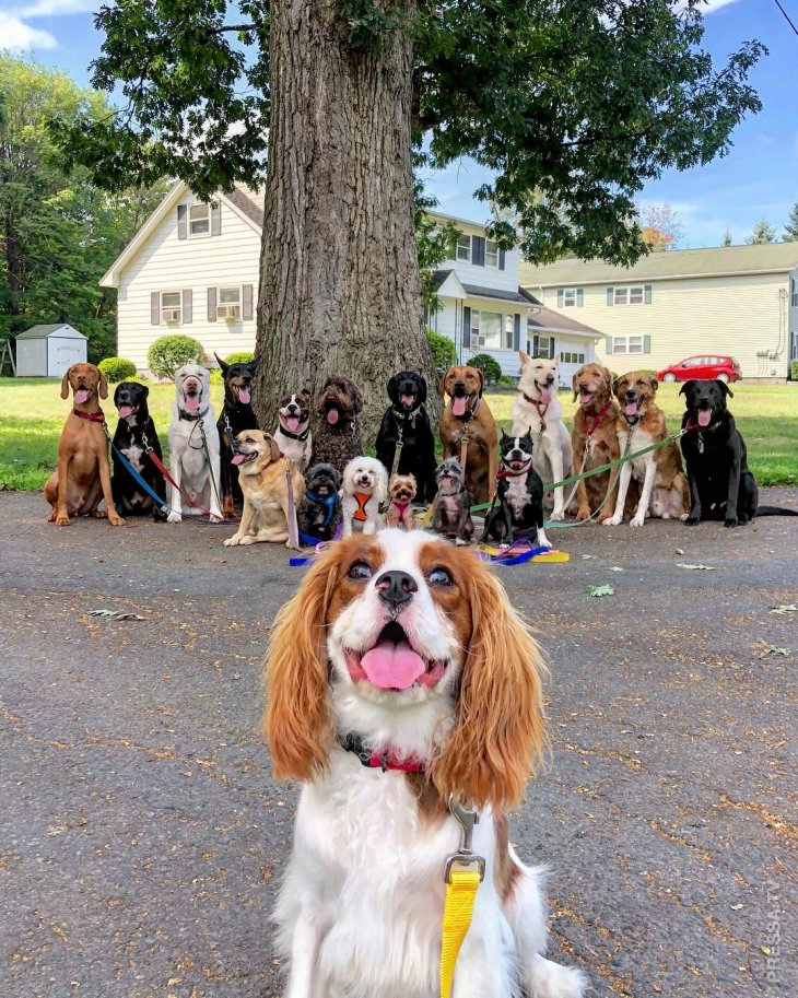 Когда собак выгуливает профессионал животные