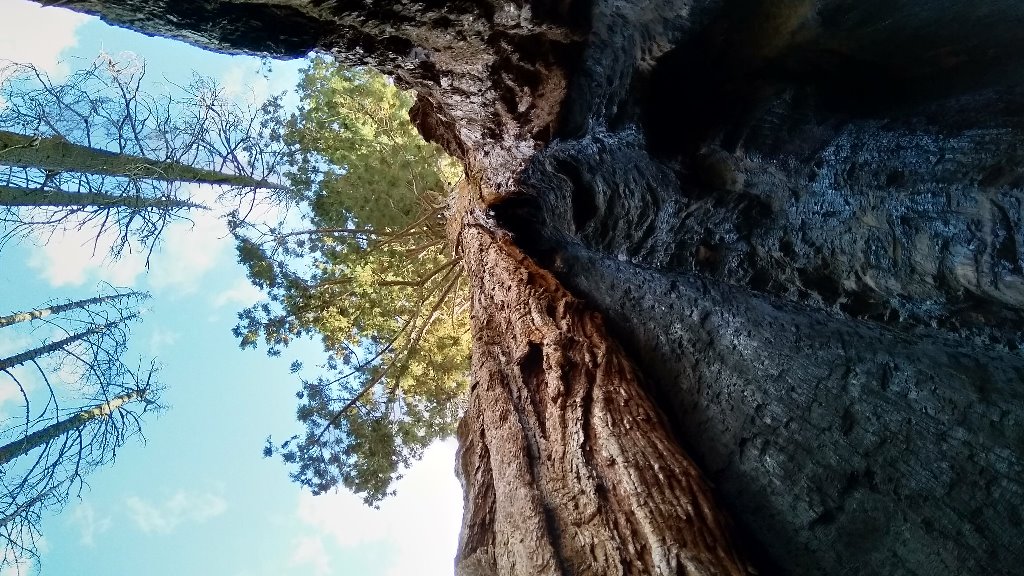 Генералы среди деревьев: 10 удивительных фактов о гигантских секвойях секвойи, дерево, секвой, гигантских, может, деревьев, всего, очень, примерно, деревья, метров, более, например, чероки, не только, в том, секвойя, много, могут, СьерраНевада