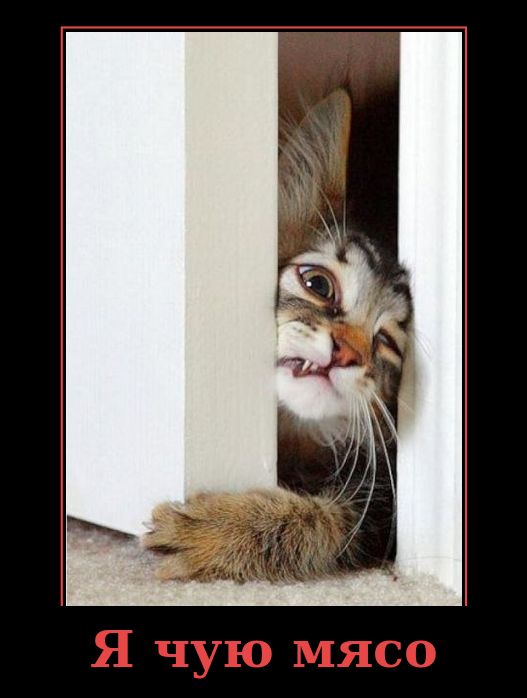 Я чую мясо