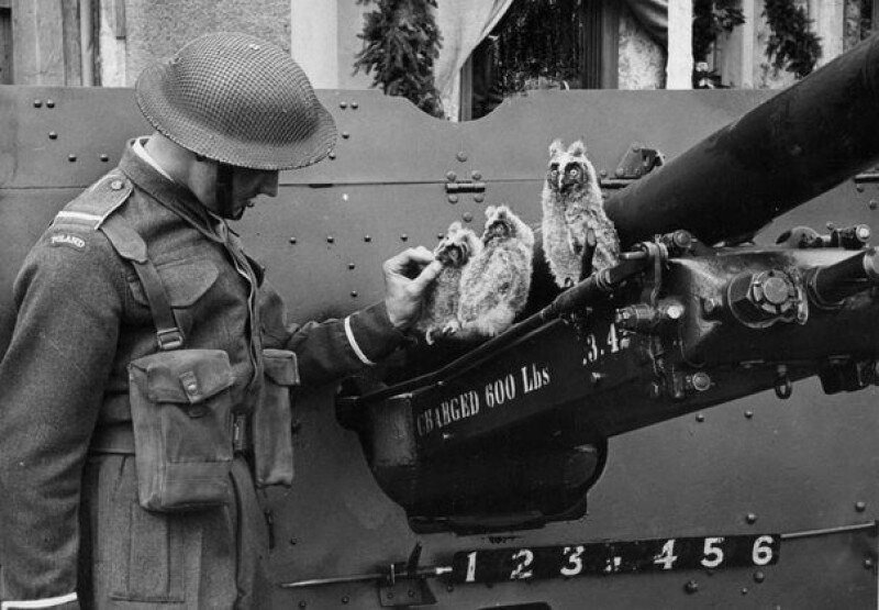 Курсант 1-й польской танковой дивизии кормит сов. 17 мая 1943 года. Великобритания. история, ретро, фото