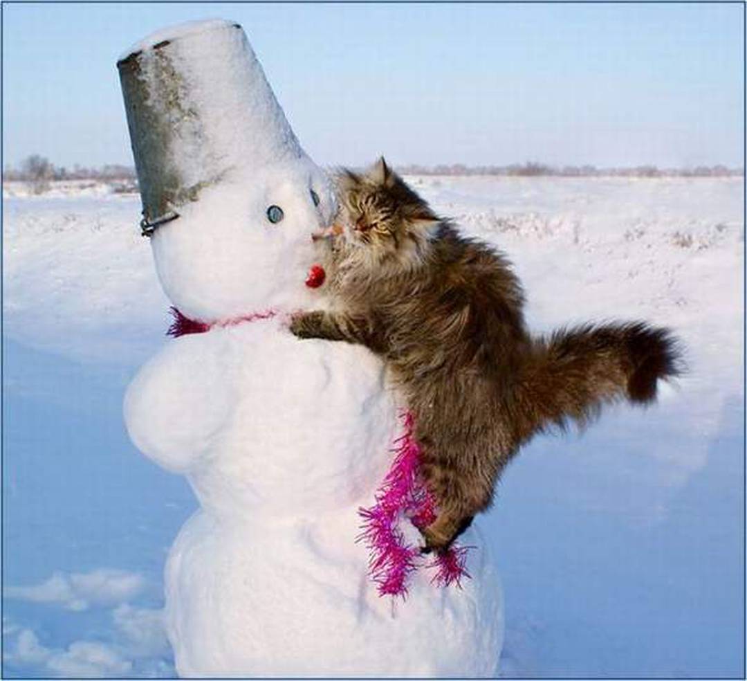 Весело со снегом. Смешные Снеговики. Кот Снеговик. Смешной кот в снегу. Веселая зима.