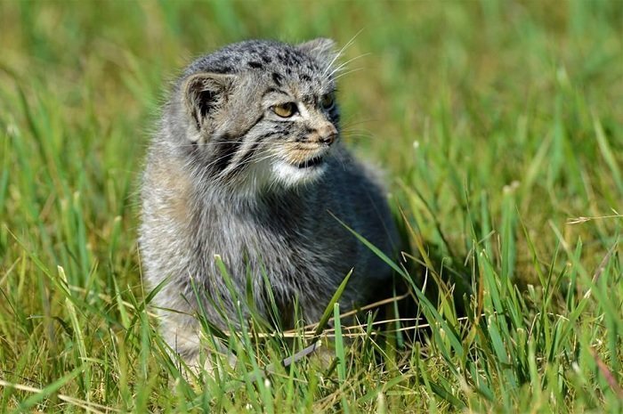 Новый дом заповедник, кошки, манул