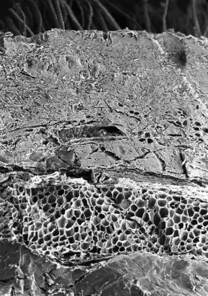 Как выглядят наши органы под микроскопом
