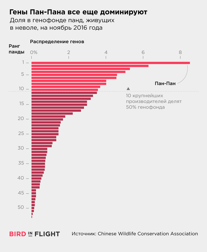 Непростое наследие панды, любившего секс дикая природа,животные,защита животных,охрана природы,природа,секс