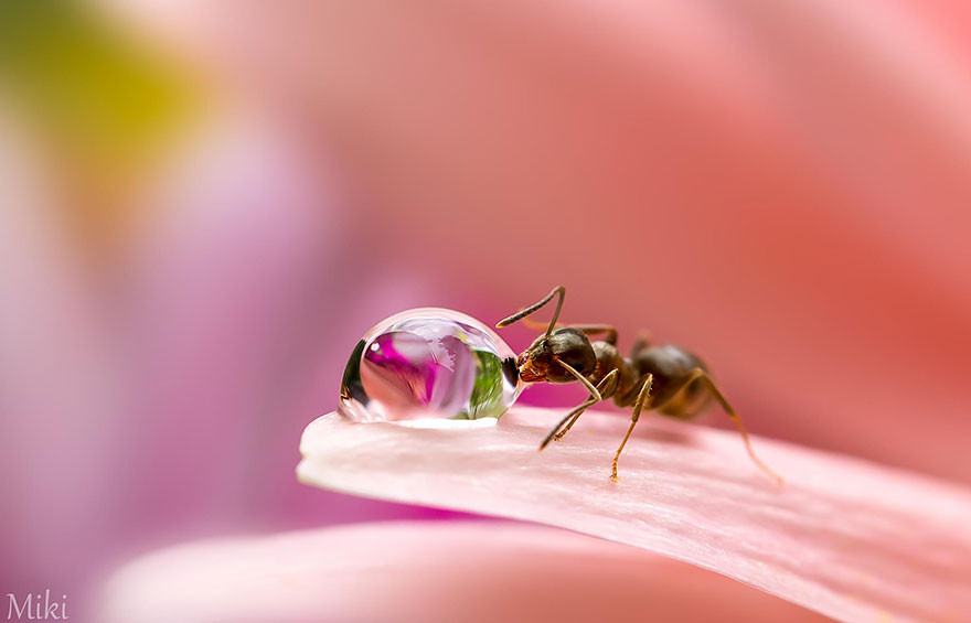 "Капля воды". Макросъемка от Miki Asai  красота, природа, фото