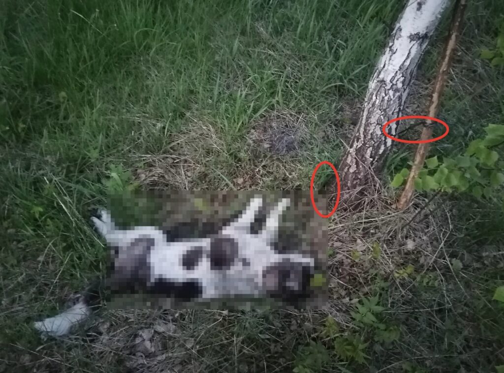 Под Рязанью нашли мёртвую собаку, привязанную к дереву в лесу