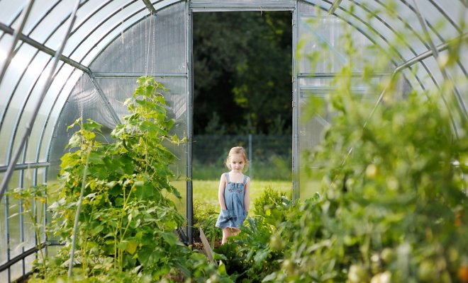 Уплотненные посадки в теплице: формируем удачное соседство овощей огород