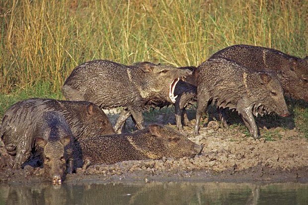 Как учёные находят новых животных: 10 недавно открытых видов Как учёные находят новых животных: 10 недавно открытых видов животные