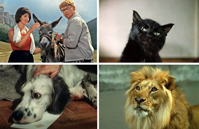 Мучения режиссёров и тоска четвероногих актёров или как снимали животных в культовых советских фильм животные, кино, это интересно