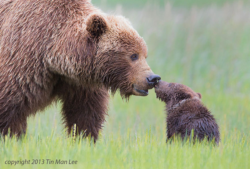 animal-parents-40