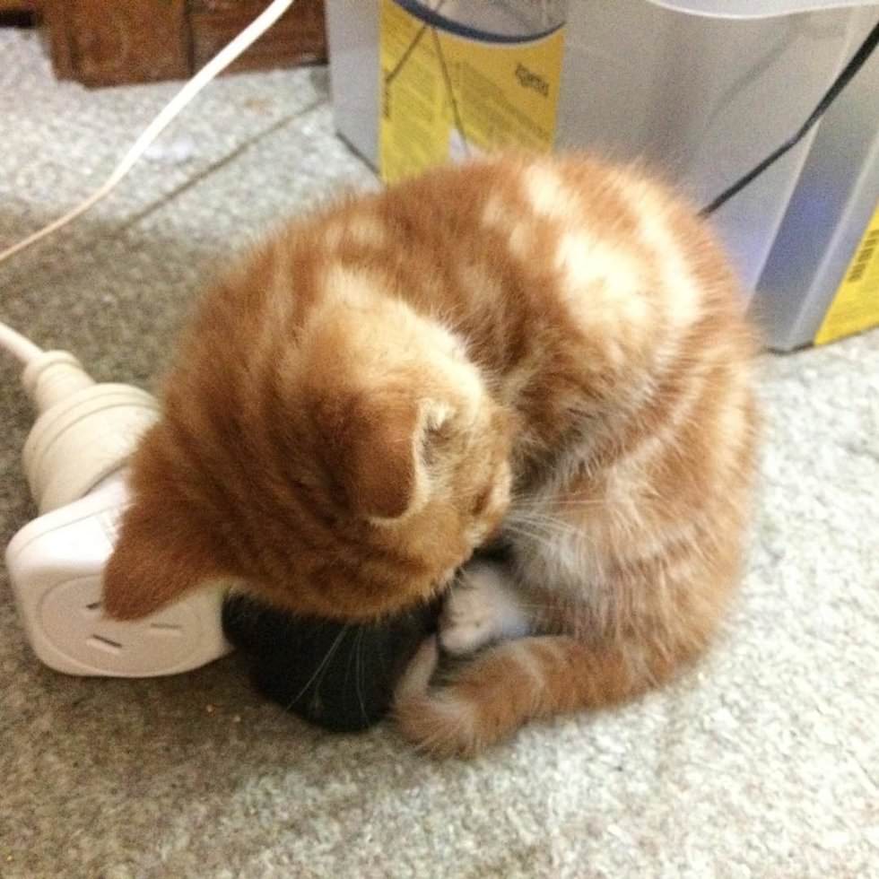Рыжий котенок, который никогда не вырастет в большого кота, все равно счастлив в своей семье Рыжий котенок, который никогда не вырастет в большого кота, все равно счастлив в своей семье картинки