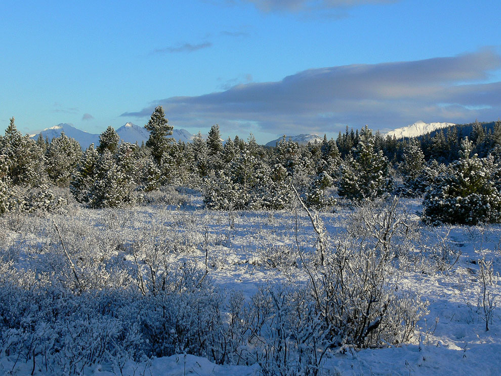 Национальный парк Глейшер Бей на Аляске Национальный парк Глейшер Бей на Аляске Путешествия,фото