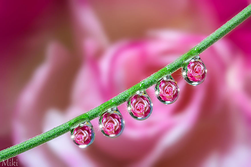 "Капля воды". Макросъемка от Miki Asai  красота, природа, фото