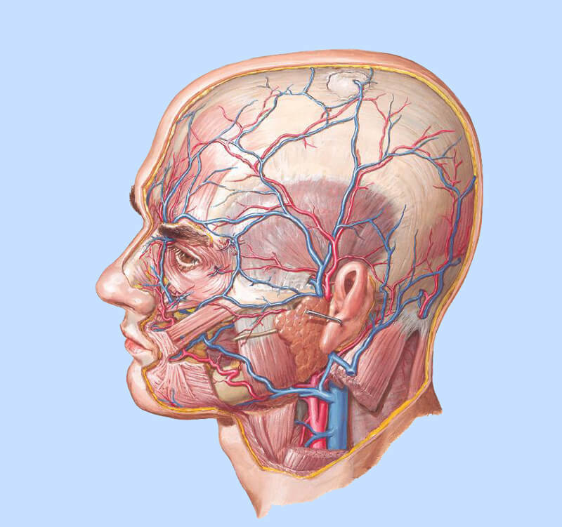 Анатомия сосудов головы. Топографическая анатомия головы сосуды и нервы. Височная артерия анатомия. Кровеносные сосуды головы и шеи анатомия. Поверхностная височная Вена.