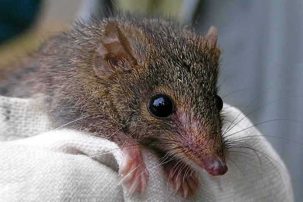 Как учёные находят новых животных: 10 недавно открытых видов Как учёные находят новых животных: 10 недавно открытых видов животные