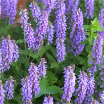 Шалфей для зрения