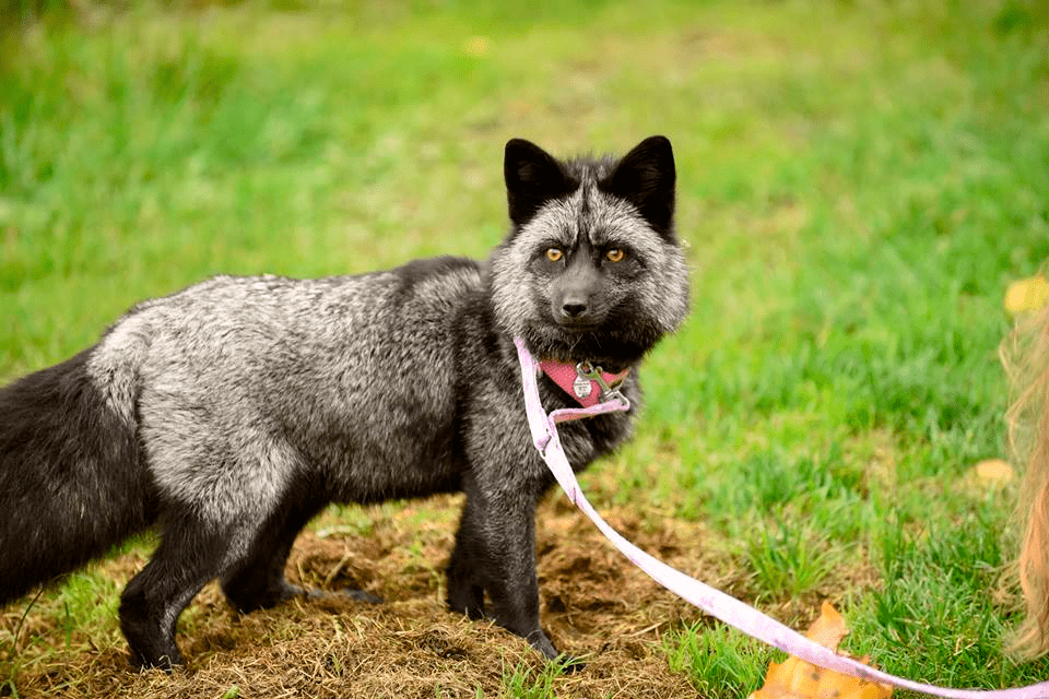 Животное должно. Дарвиновская лиса. Domesticated Silver Fox. Чернобурка на шлейке лиса. Лиса в шлейке.