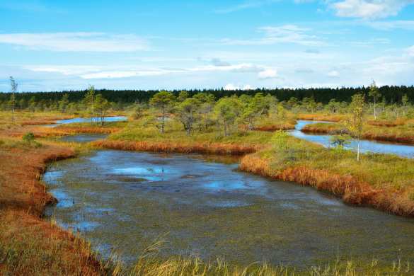 Российские болота могут спасти человечество от глобального потепления | Русская весна